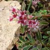 Sedum_Tricolor.0x600