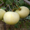 1200
